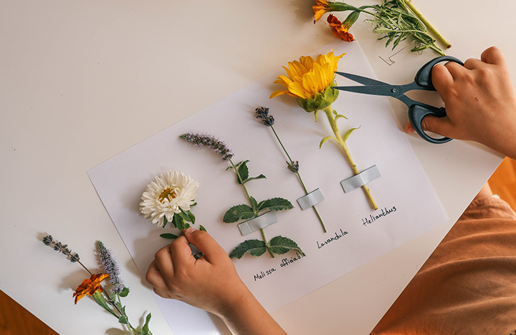 A child makes a herbarium of summer flowers with his own hands, an idea for creativity.