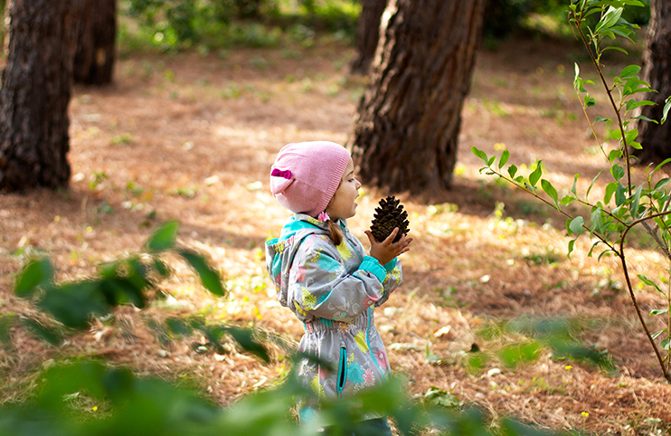 Child walks in the forest and collects cones.
